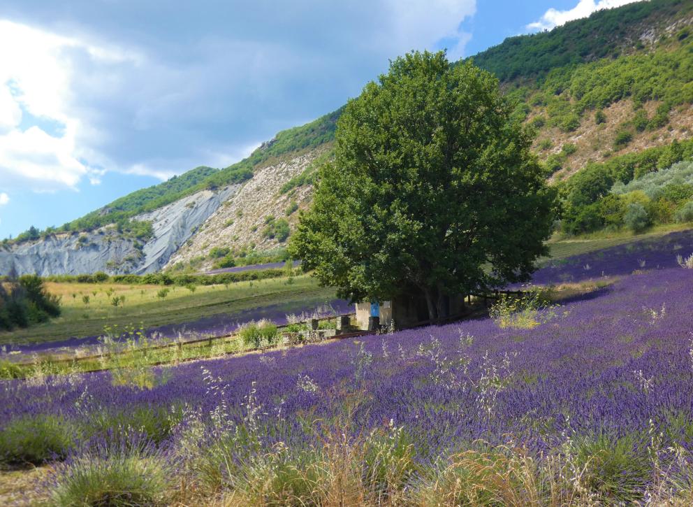 La lavande dans les hauteurs de Sisteron